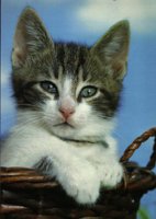 IMG033.GIF