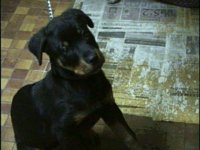 IMG032.GIF
