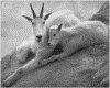 IMG031.GIF.gst.iff