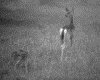 IMG030.GIF.gst.iff