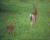 IMG030.GIF.cst.iff