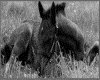 IMG029.GIF.gst.iff