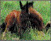 IMG029.GIF.cst.iff