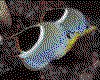 IMG025.GIF.cst.iff
