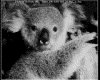 IMG024.GIF.gst.iff