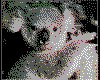 IMG024.GIF.cst.iff