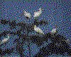 IMG023.GIF.cst.iff