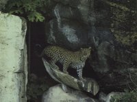 IMG022.GIF