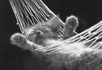 IMG021.GIF