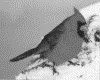 IMG020.GIF.gst.iff