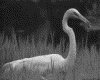 IMG018.GIF.gst.iff