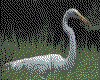 IMG018.GIF.cst.iff