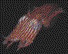 IMG017.GIF.cst.iff