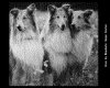 IMG015.GIF.gst.iff