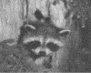 IMG014.GIF.gst.iff