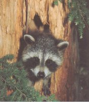 IMG014.GIF
