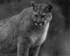 IMG013.GIF.gst.iff
