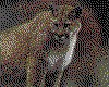 IMG013.GIF.cst.iff