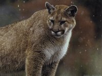 IMG013.GIF