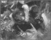 IMG011.GIF.gst.iff
