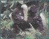 IMG011.GIF.cst.iff