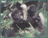 IMG011.GIF