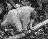 IMG010.GIF.gst.iff
