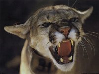 IMG008.GIF