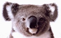 IMG007.GIF