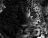 IMG006.GIF.gst.iff
