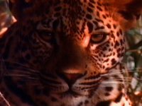 IMG006.GIF