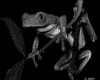 IMG005.GIF.gst.iff