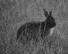 IMG004.GIF.gst.iff
