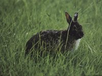 IMG004.GIF