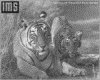 IMG003.GIF.gst.iff