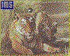 IMG003.GIF.cst.iff