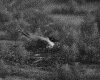 IMG002.GIF.gst.iff