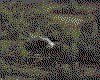 IMG002.GIF.cst.iff