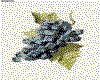 IMG191.GIF.cst.iff