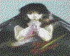 IMG172.GIF.cst.iff