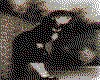 IMG118.GIF.cst.iff
