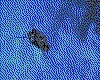 IMG043.GIF.cst.iff