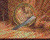 IMG021.GIF.cst.iff