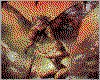 IMG005.GIF.cst.iff