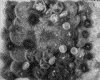 IMG020.GIF.gst.iff