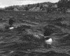 IMG016.GIF.gst.iff