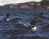 IMG016.GIF.cst.iff