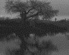 IMG013.GIF.gst.iff