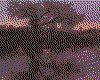 IMG013.GIF.cst.iff
