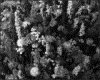 IMG040.GIF.gst.iff